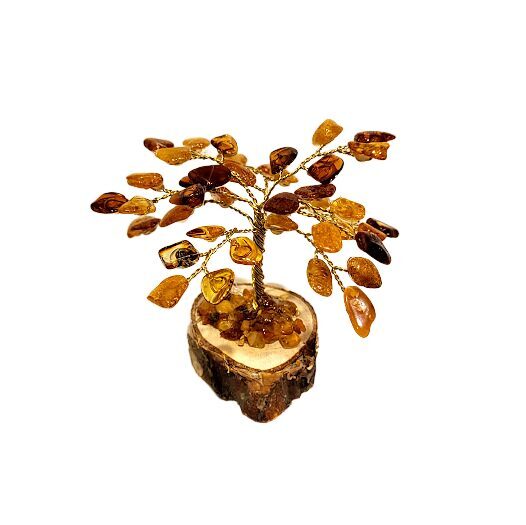 Money-amber tree 673401