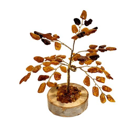 Money-amber tree 673704