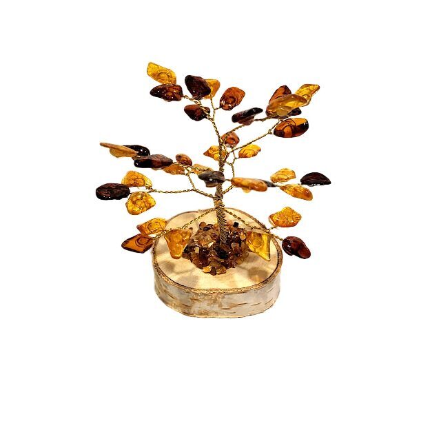 Money-amber tree 673407