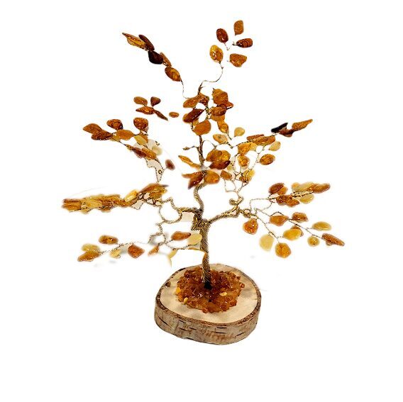 Money-amber tree 674501