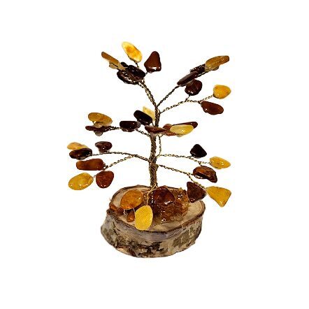 Money-amber tree 672804