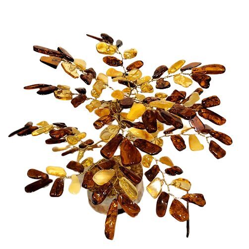 Money-amber tree 671105