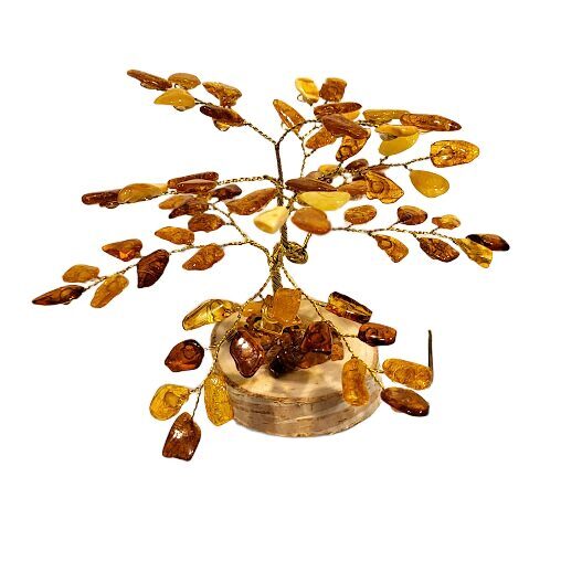 Money-amber tree 673703