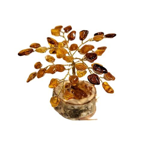 Money-amber tree 673403