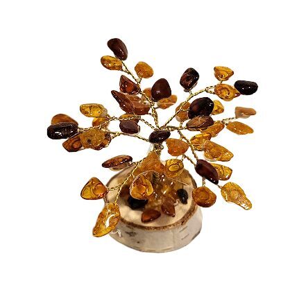 Money-amber tree 673404