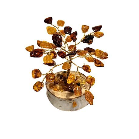 Money-amber tree 673405