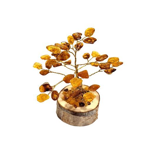 Money-amber tree 673411