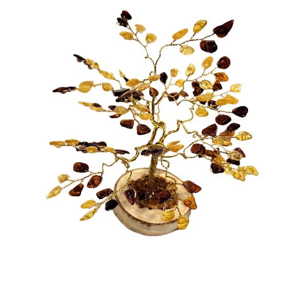 Naudas-dzintara koks 674509