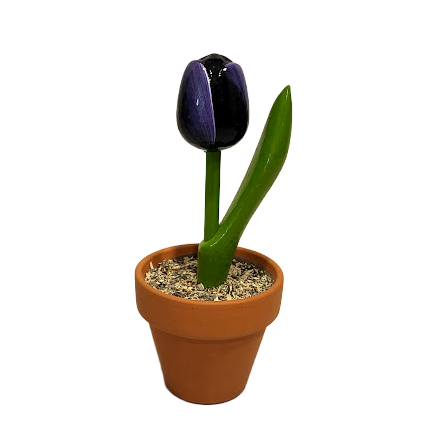 Koka tulpe podiņā baklažāns/balts