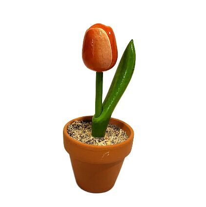 Koka tulpe podiņā oranžs/balts