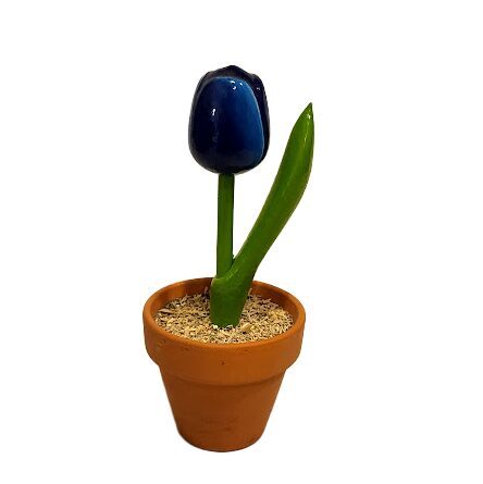 Koka tulpe podiņā zils/balts