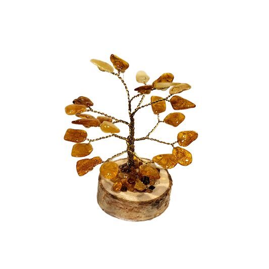 Money-amber tree 673302