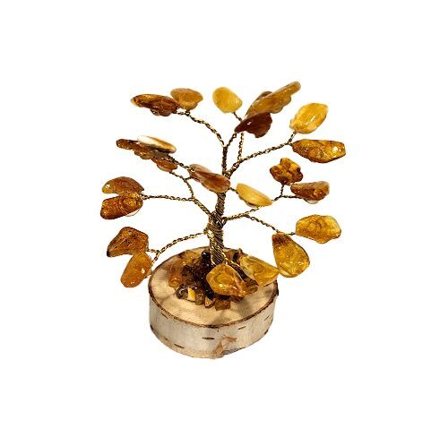 Money-amber tree 673303