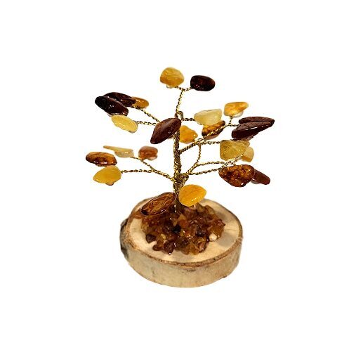 Money-amber tree 673304