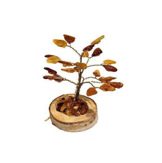 Money-amber tree 673306