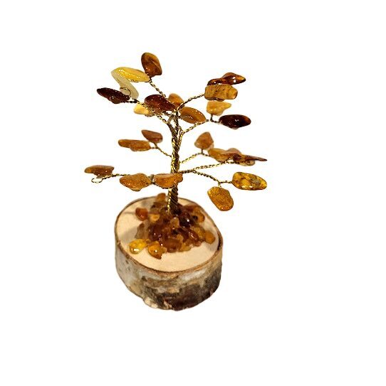 Money-amber tree 673307