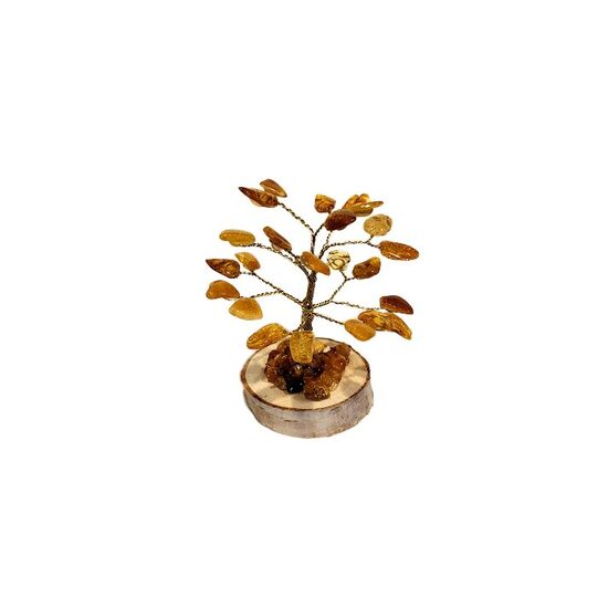 Money-amber tree 673311