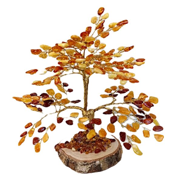 Money-amber tree